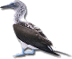 ./gv/brim-2_0_0-16_Apr_2007/brim/templates/oerdec/pics/booby-small.gif