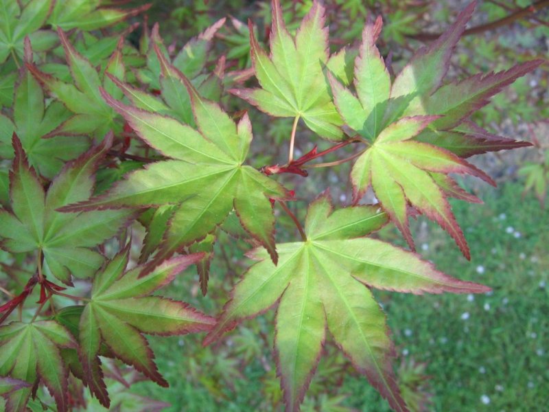 ./vegas_2/photos/Album/Feuilles2.jpg