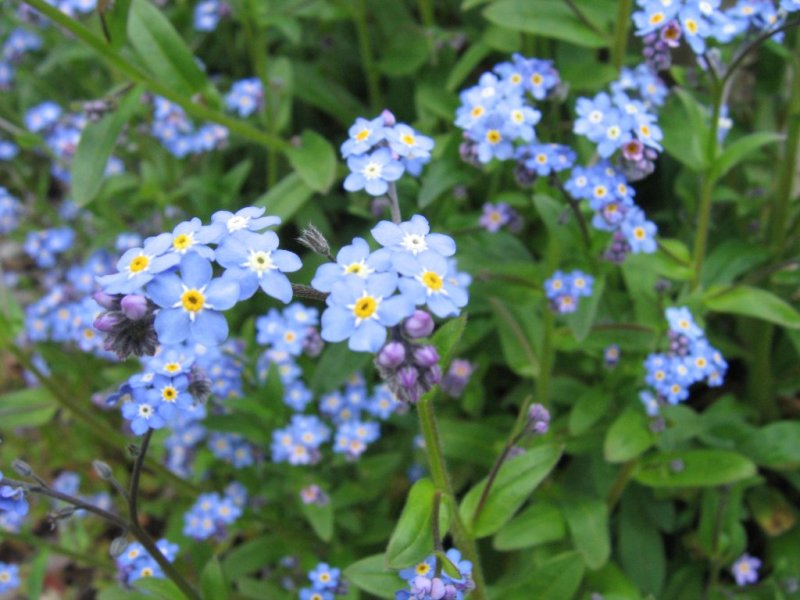./vegas_2/photos/Album/Fleurs.jpg